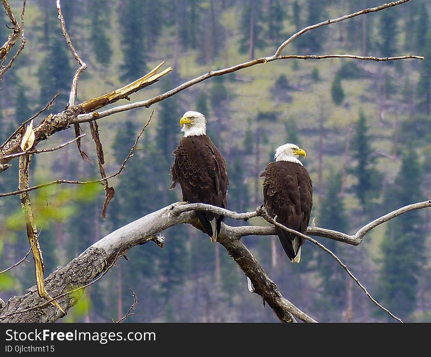 Bird, Eagle, Ecosystem, Bird Of Prey