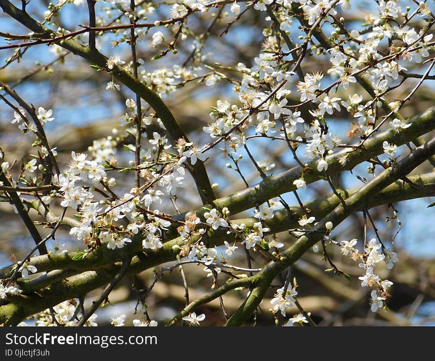 Branch, Blossom, Plant, Twig