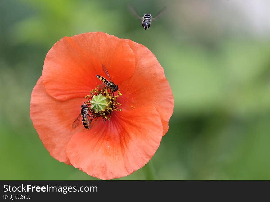 Flower, Wildflower, Poppy, Close Up