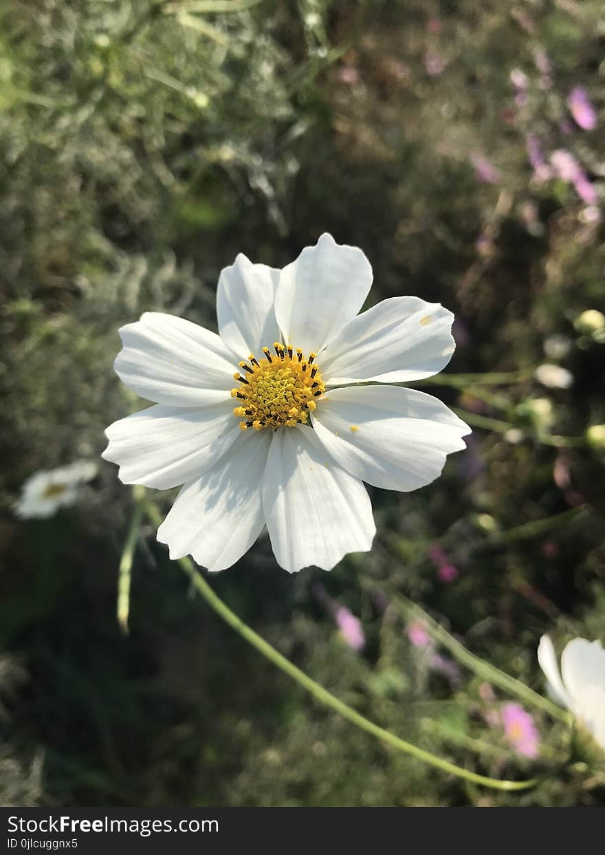 Flower, Plant, Flowering Plant, Flora