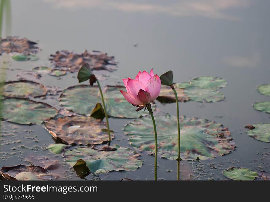 Flower, Water, Plant, Flora