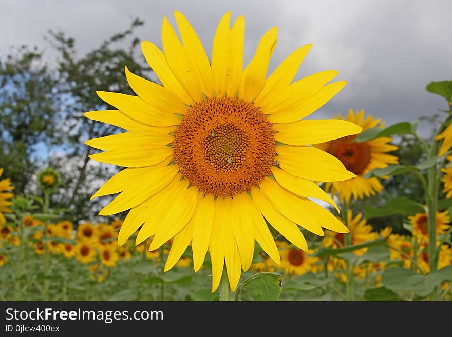 Flower, Sunflower, Yellow, Flowering Plant