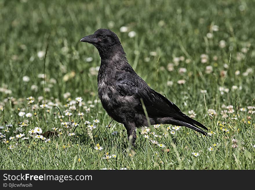 Bird, American Crow, Crow, Fauna