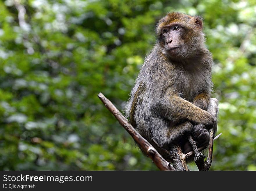 Macaque, Mammal, Fauna, Primate