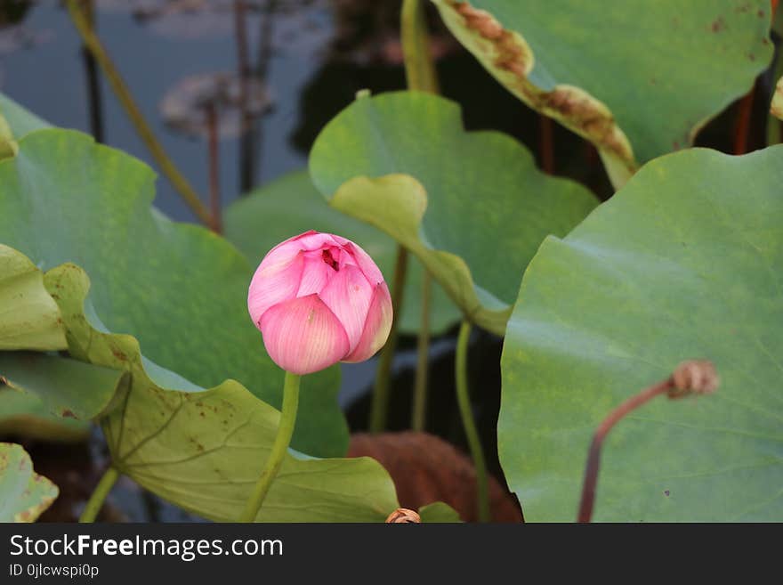 Flower, Sacred Lotus, Lotus, Plant