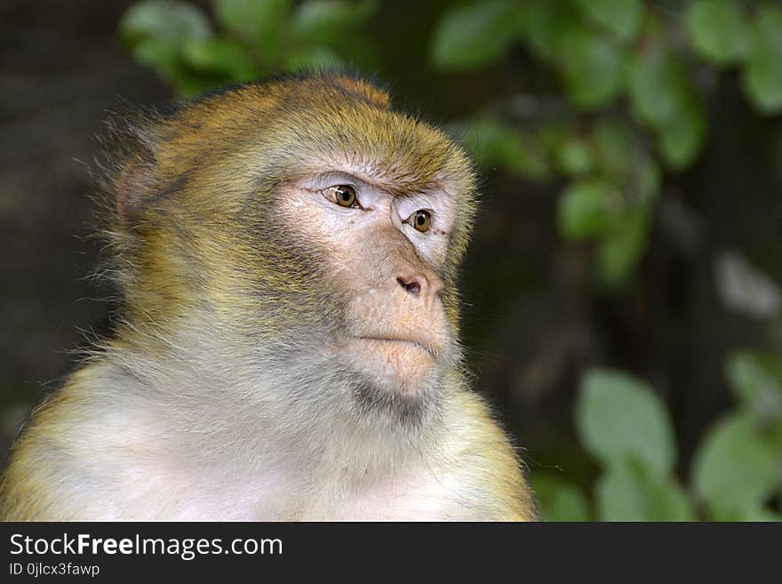 Macaque, Fauna, Mammal, Primate