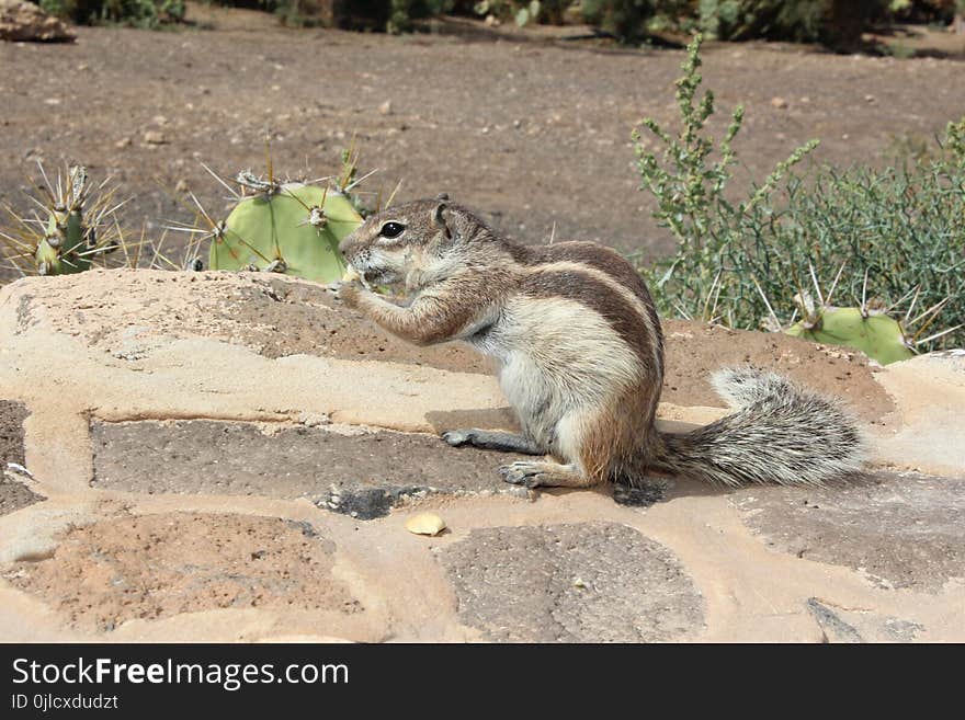 Squirrel, Fauna, Mammal, Rodent