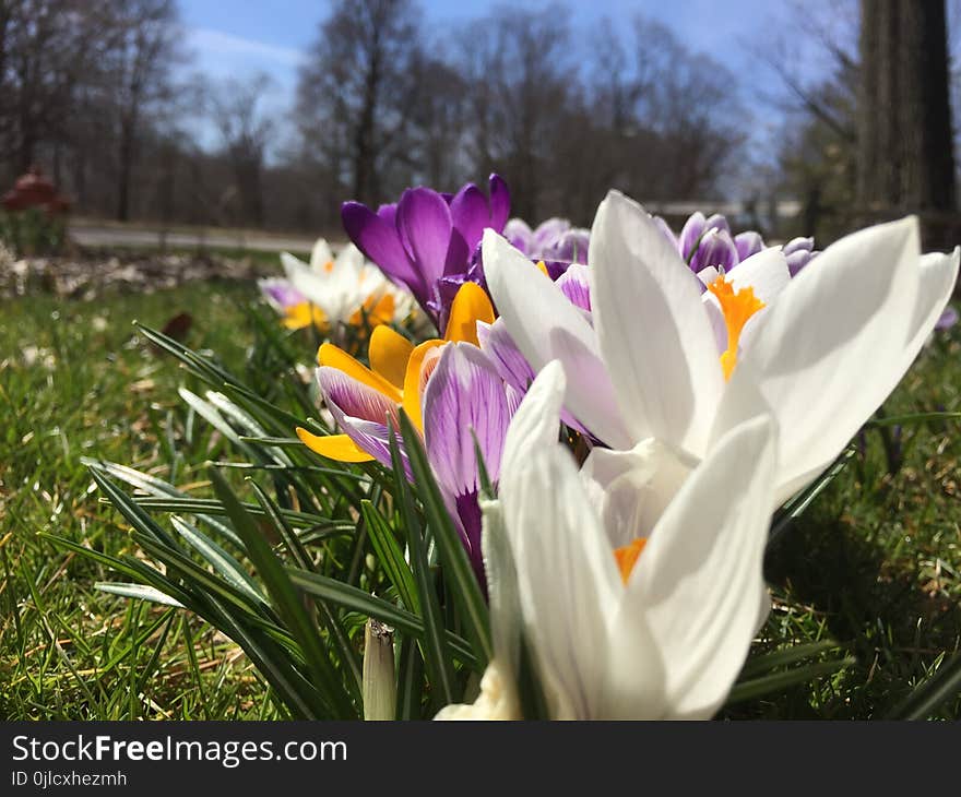 Flower, Plant, Flowering Plant, Crocus