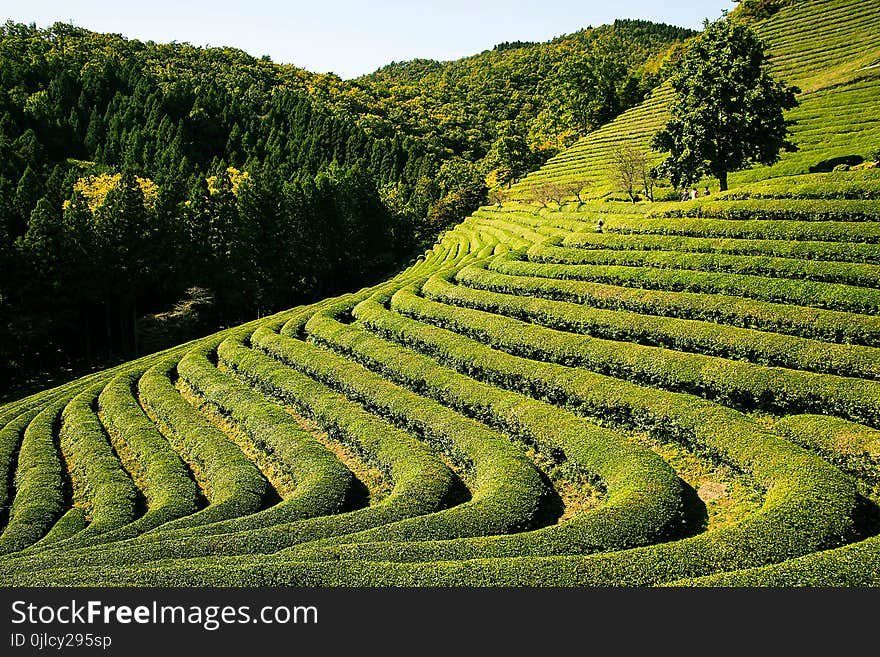 Vegetation, Field, Agriculture, Hill Station