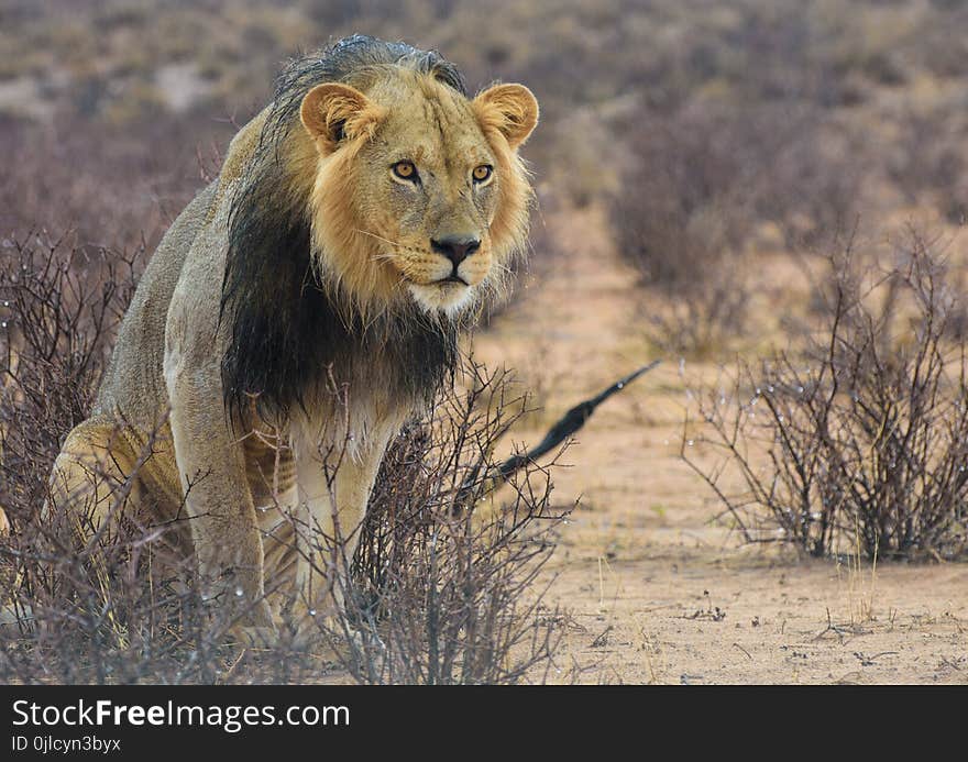 Wildlife, Lion, Terrestrial Animal, Masai Lion