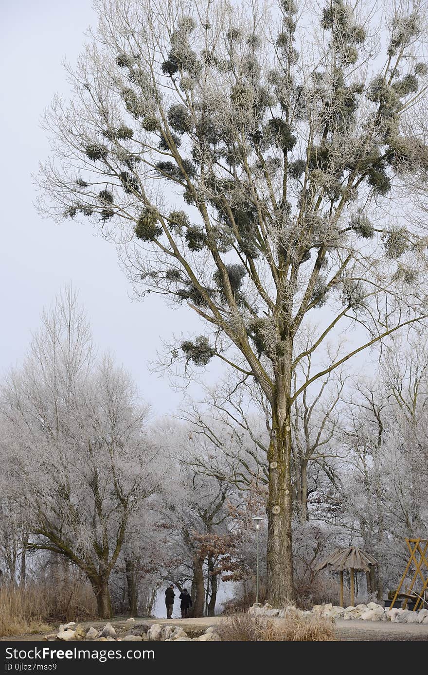 Tree, Winter, Branch, Frost