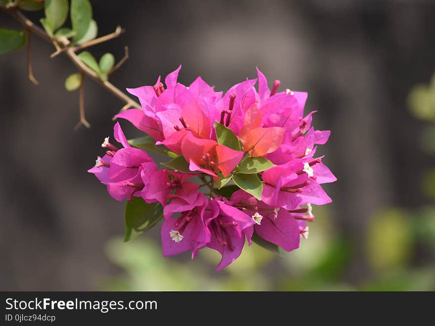 Flower, Pink, Flora, Plant