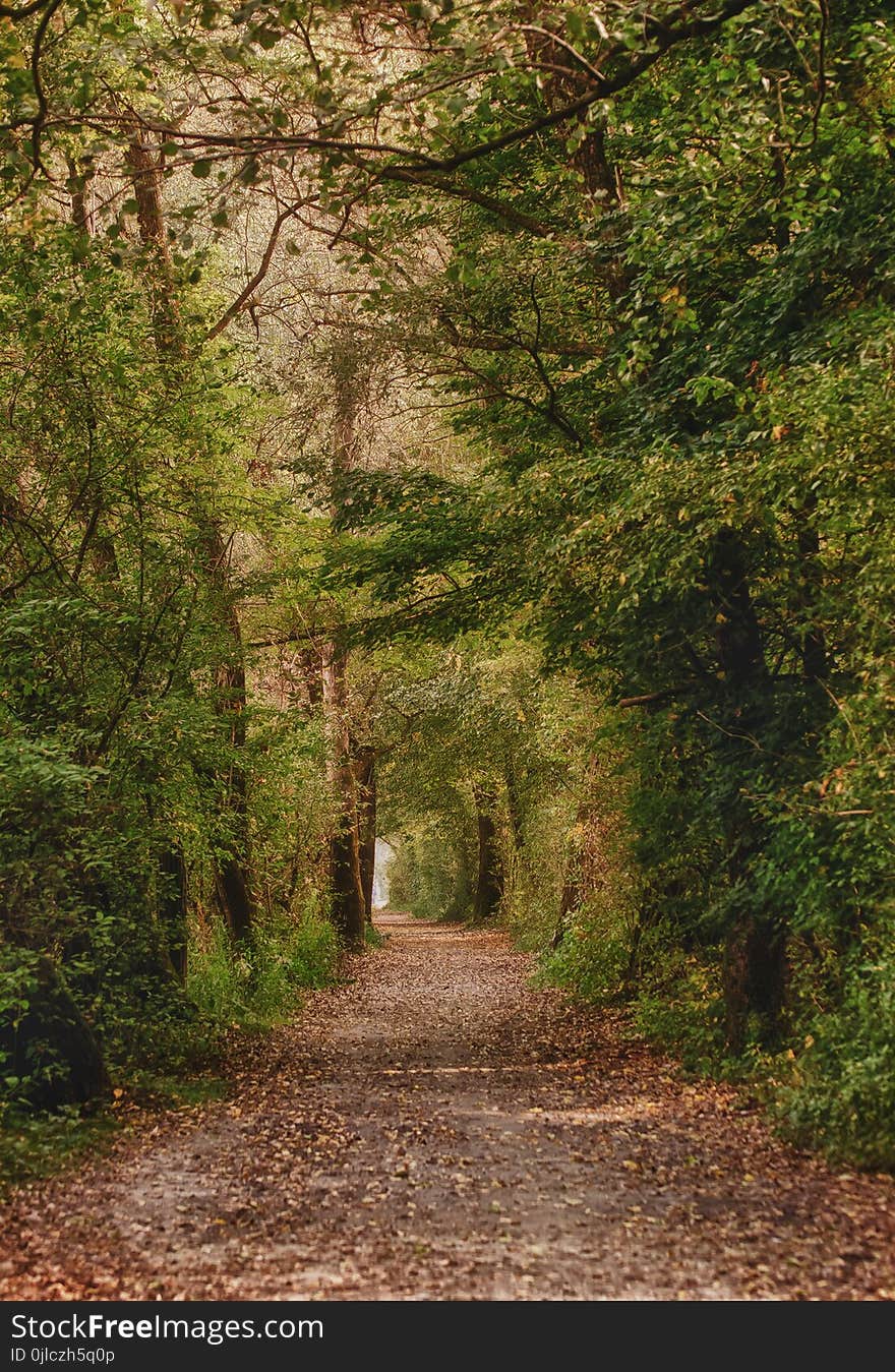 Path, Nature, Woodland, Vegetation