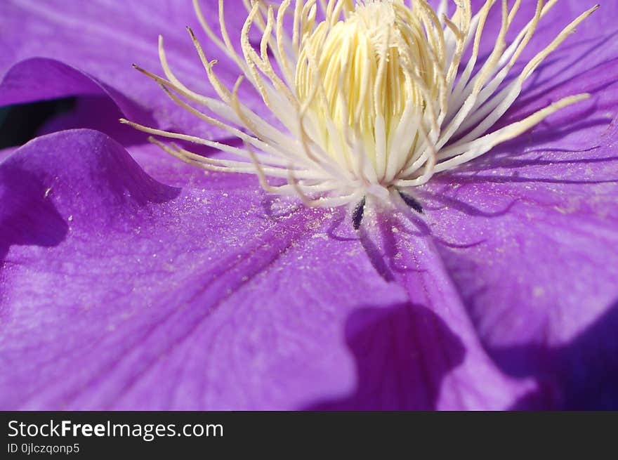 Flower, Purple, Violet, Flora