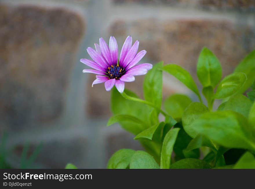 Flower, Plant, Flora, Purple