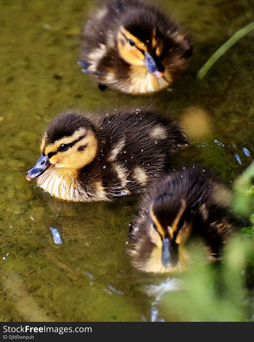 Duck, Bird, Ducks Geese And Swans, Water Bird