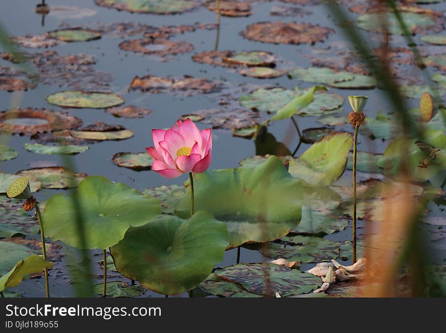 Flower, Plant, Sacred Lotus, Lotus