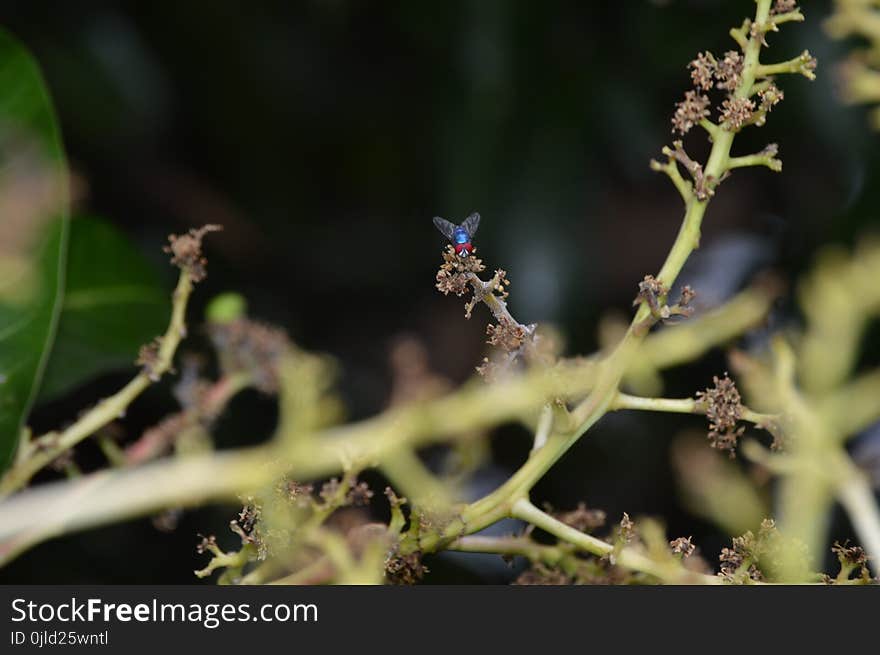 Fauna, Bird, Insect, Membrane Winged Insect