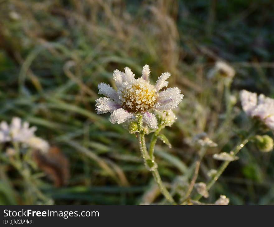 Flower, Flora, Plant, Subshrub