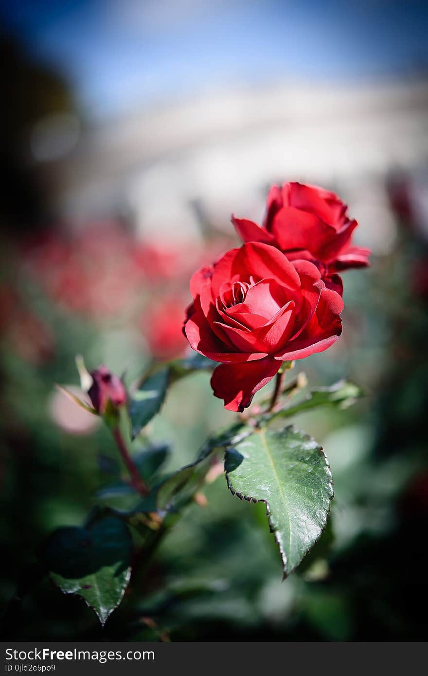 Rose, Red, Flower, Rose Family