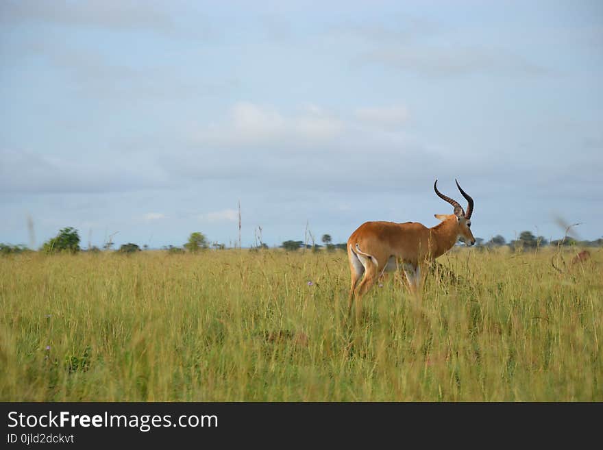 Wildlife, Grassland, Ecosystem, Fauna