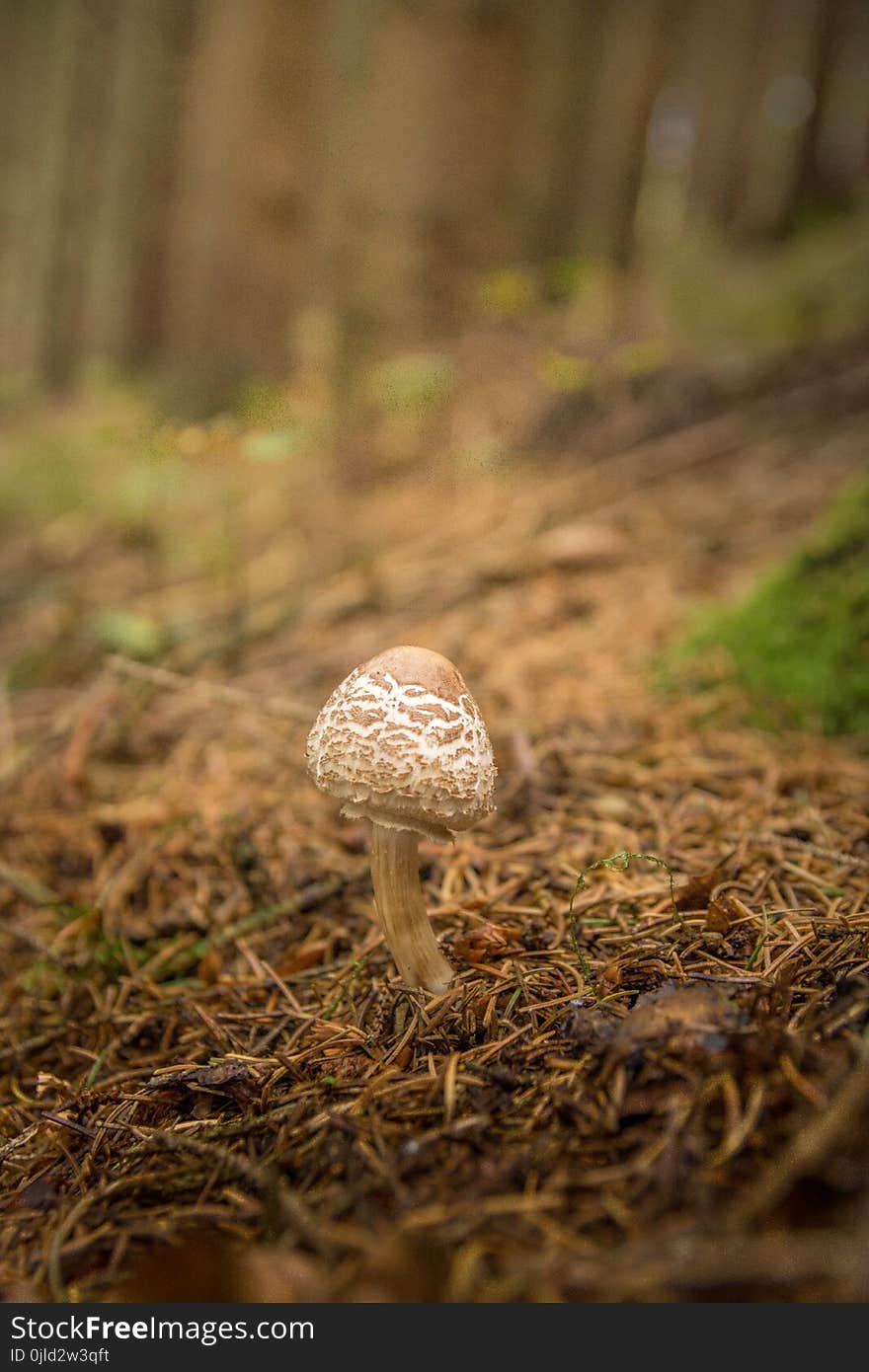 Mushroom, Fungus, Grass, Penny Bun