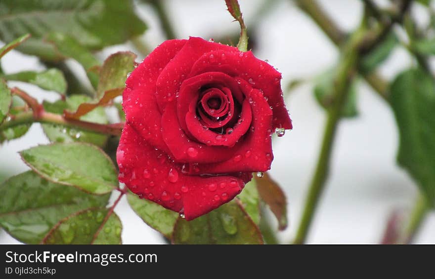 Rose, Rose Family, Flower, Garden Roses