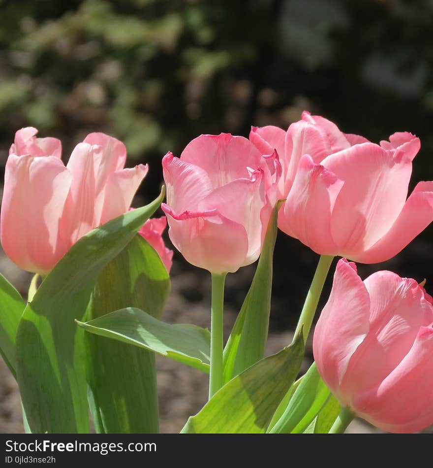 Flower, Plant, Flowering Plant, Tulip