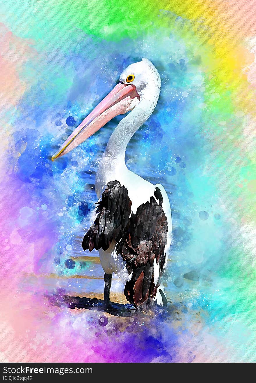 Beak, Pelican, Seabird, Painting