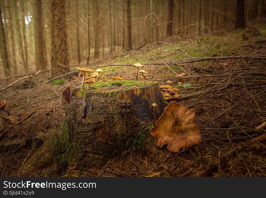 Ecosystem, Woodland, Forest, Tree