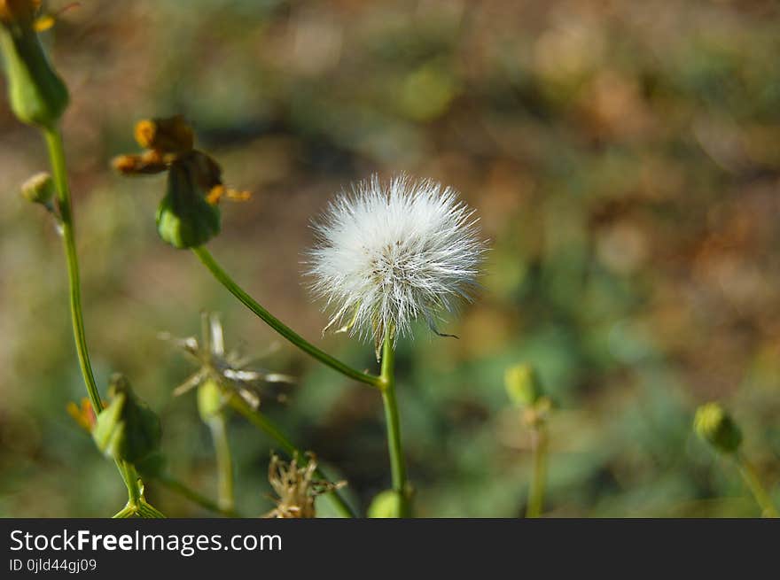 Flora, Flower, Vegetation, Sow Thistles