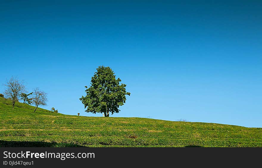 Sky, Grassland, Tree, Field