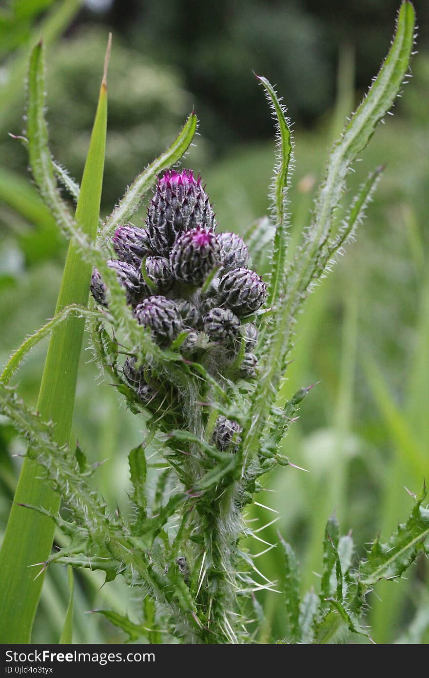 Plant, Flora, Thistle, Silybum