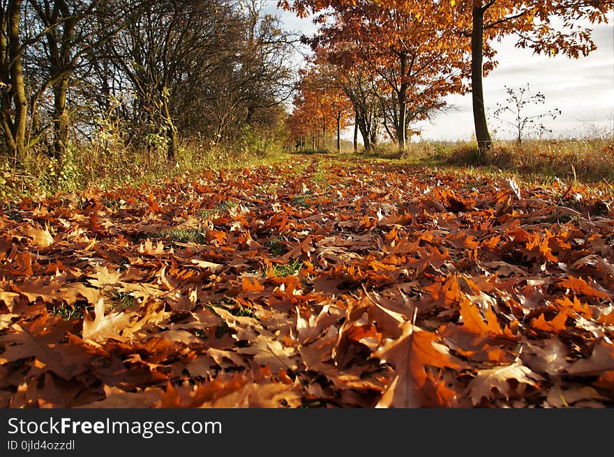 Leaf, Autumn, Deciduous, Woodland