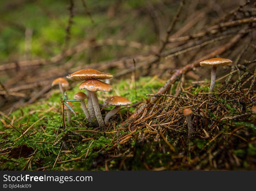 Fungus, Ecosystem, Vegetation, Mushroom