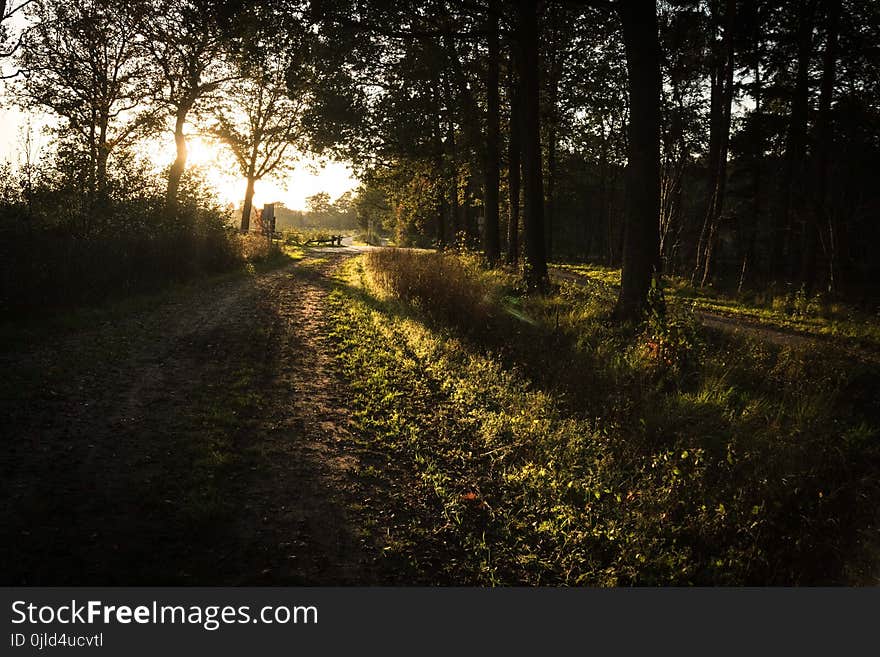 Nature, Path, Tree, Woodland