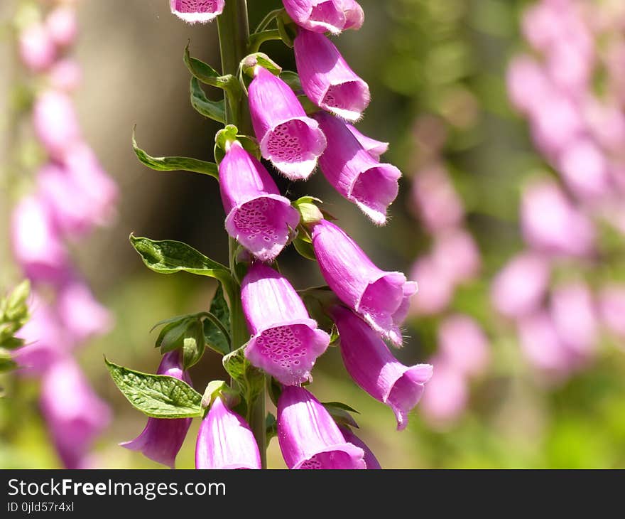 Flower, Pink, Digitalis, Purple