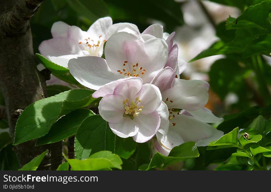 Flower, Plant, Blossom, Spring