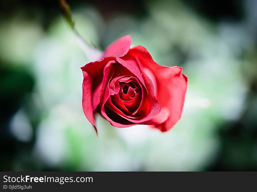 Flower, Rose, Red, Rose Family