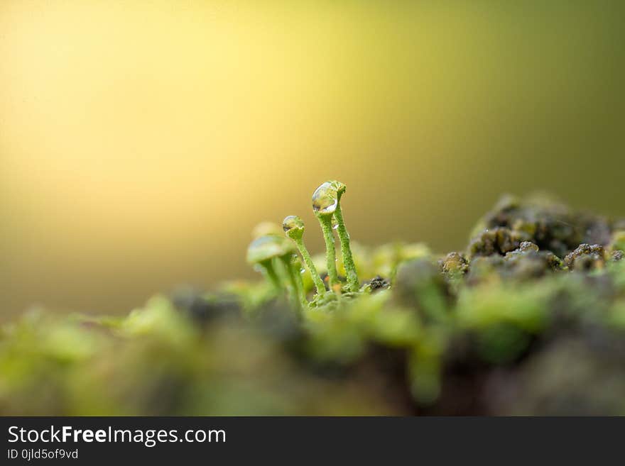 Water, Macro Photography, Close Up, Moisture