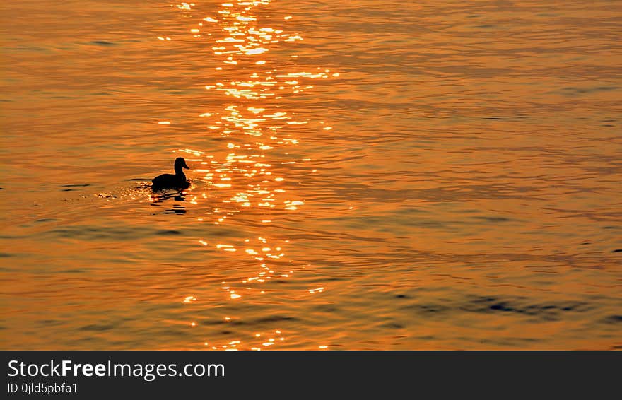 Water Bird, Duck, Bird, Reflection