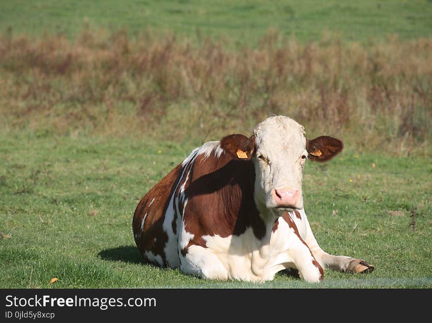 Cattle Like Mammal, Pasture, Grassland, Dairy Cow