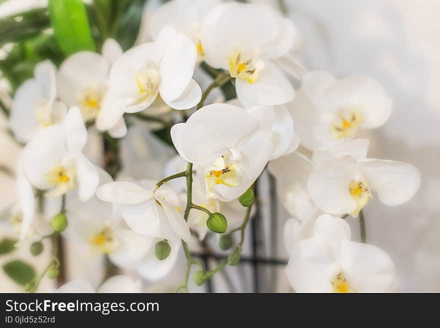 Flower, White, Flowering Plant, Flora