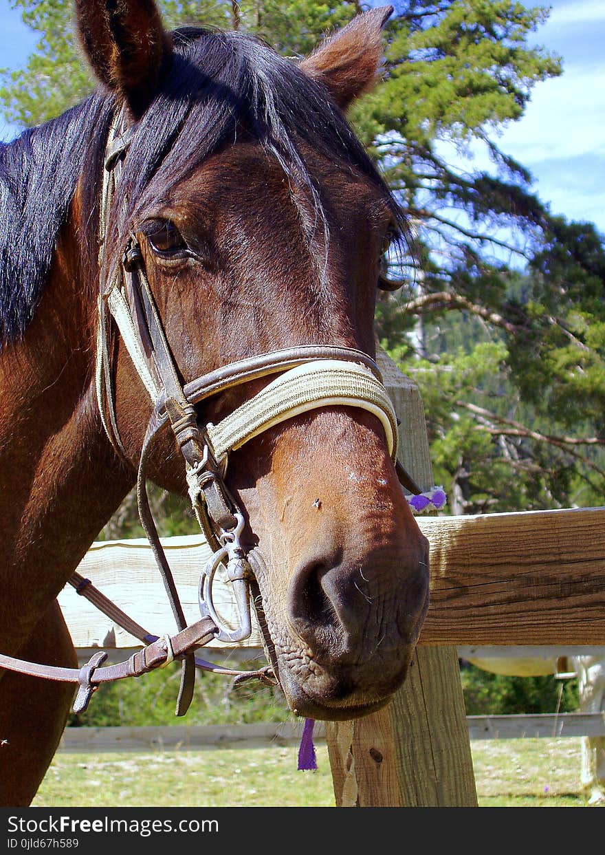 Horse, Bridle, Halter, Horse Tack