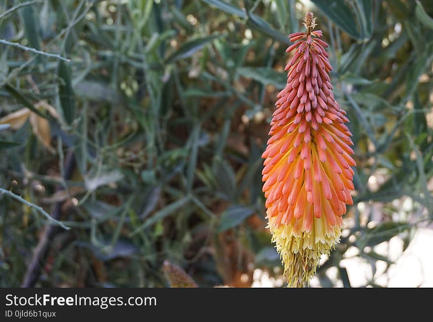 Torch Lily, Plant, Flora, Flower