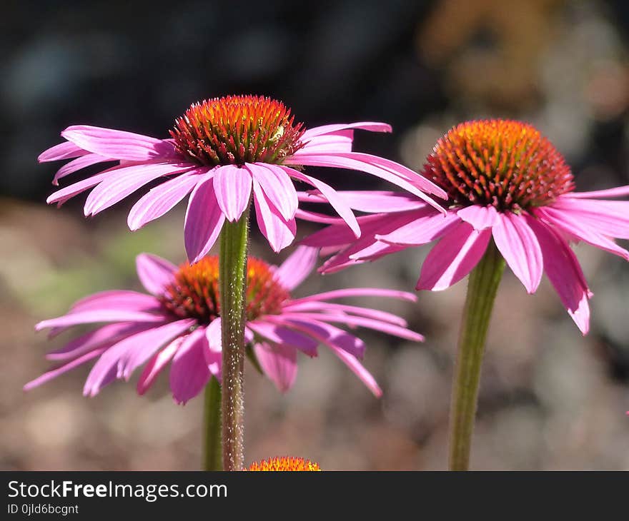 Flower, Plant, Coneflower, Flowering Plant