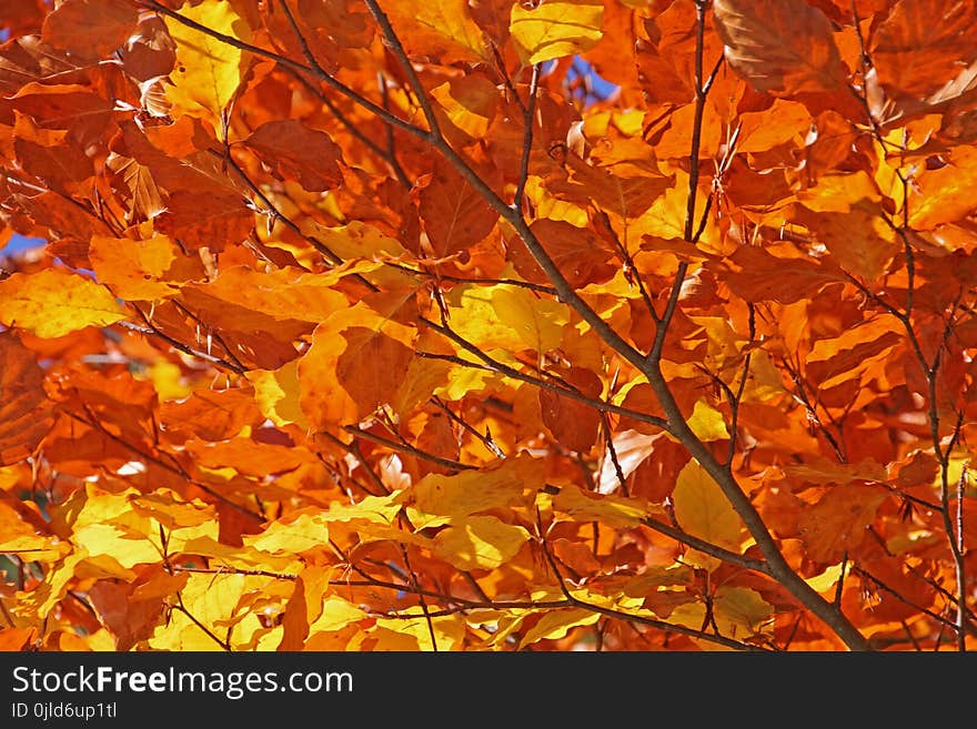 Leaf, Autumn, Deciduous, Orange