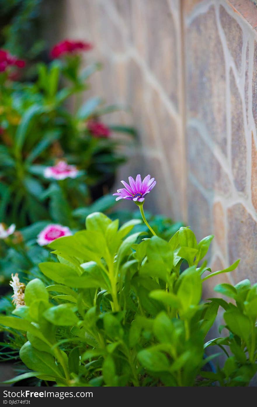 Flower, Plant, Flora, Leaf