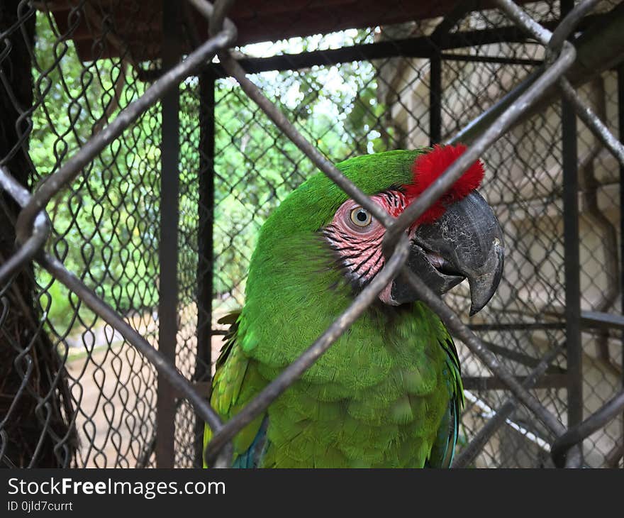 Bird, Fauna, Macaw, Parrot