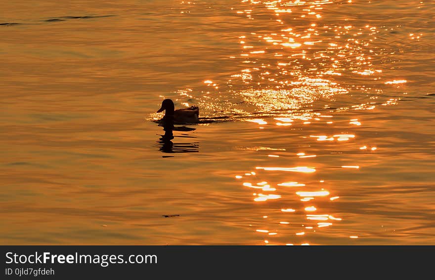 Water, Reflection, Bird, Water Bird